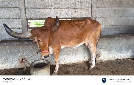 ગાય દેવાની છે.