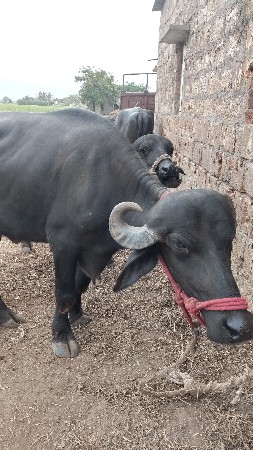 ખદેલી વેચવાની છે