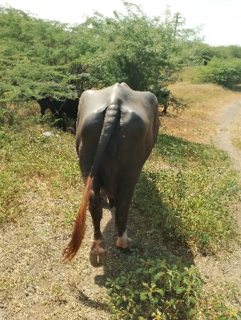ભગરીભેશવેતરતીજૂ