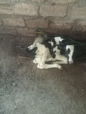 hf ગયા
