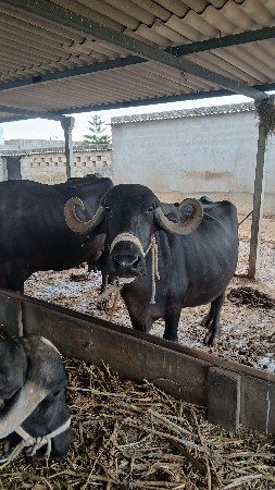 bhes vechavani che