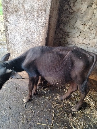 પાડો વેચવાનો છે