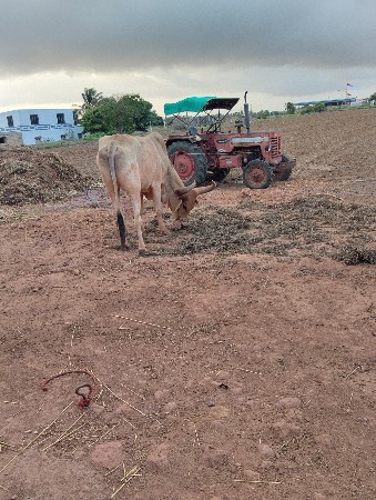 આ બળદ વેંચવા નાછે