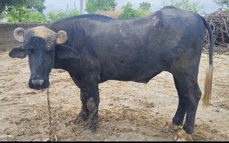 બન્ની નસલ નો ચાંદલો પાડો વેચવાનો