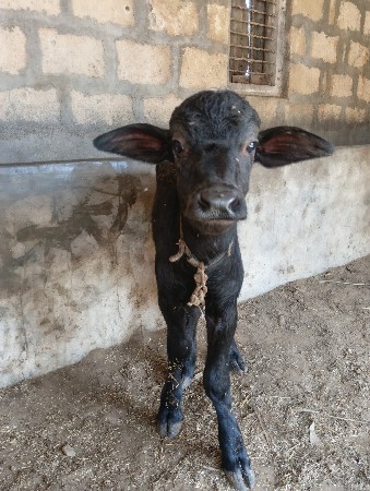 પાડીવેસવાનીસે