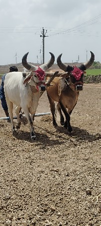 એક વાવની વાવેલ બળદ વેચવાના છે