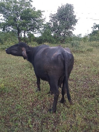 દોઢ મહિનાની કાશી