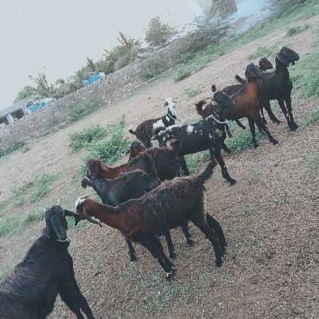 10 બકરા  વેશવાના છે