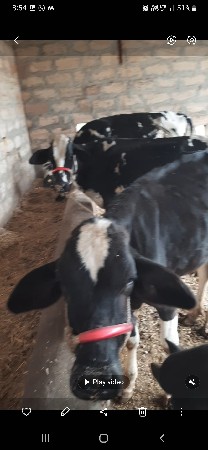 જસી