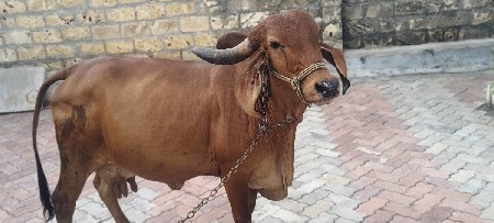ગાય વેચવાની છે