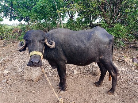 બે ભેંસ વેચવાની છે.
