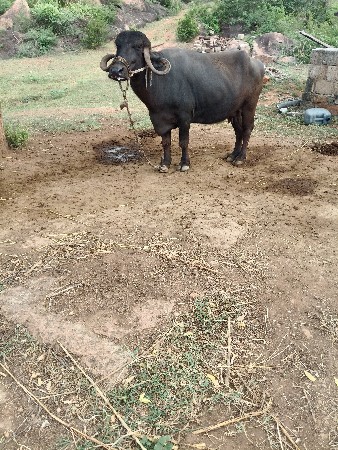 બીજૂ વેતર ખડલી