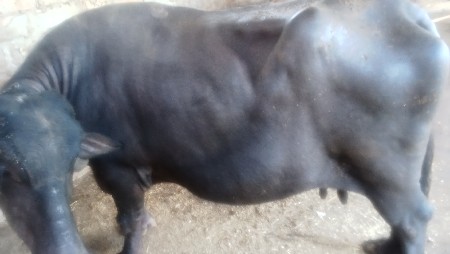 ભેંસ બેસવાની સે