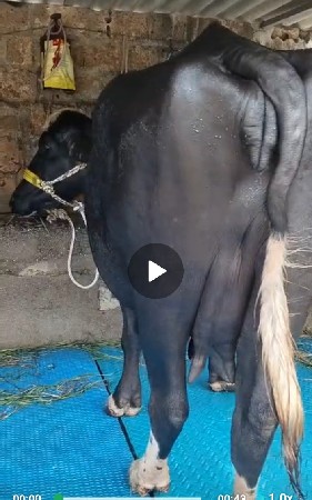 ભેંસ વેચવાની છે