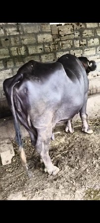 ભેંસ વેચવાની