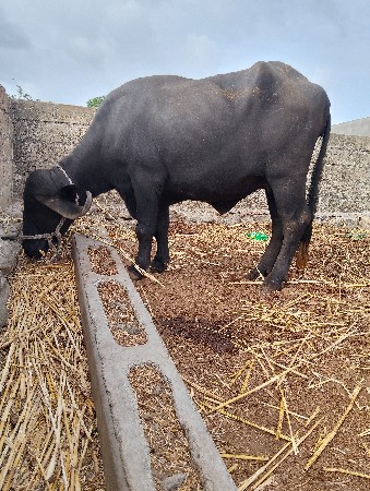 ખળેલી વેચવાની છે