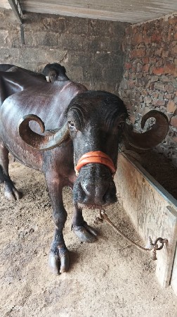 ભેશ 
4 વેતર , 7/8 દિ થયેલ વિયાન