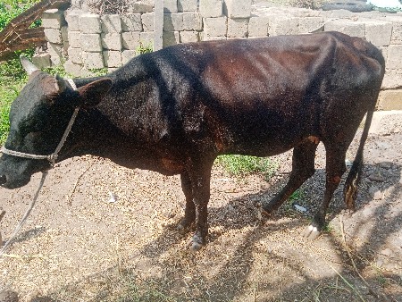 વાછડી વેચવાની છે