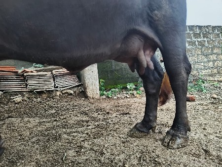 ભેંસ વેચવાની છે