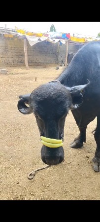 ભેંસ વેચવાની છે