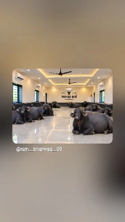 ગીર હોડકી વેચવાની છે