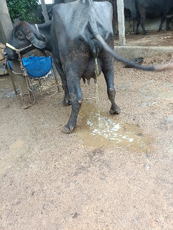પેલું ભેંસ વેચવાની
