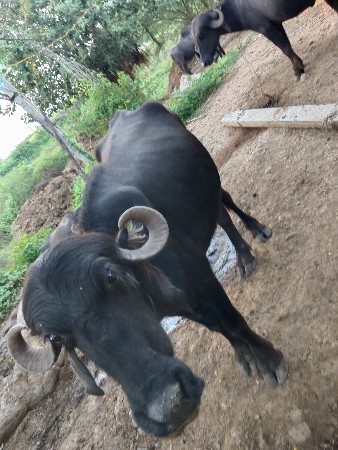 ખડેલું વેચવાનું છે