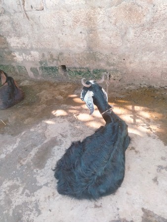 આ બકરી વેચવાની છે