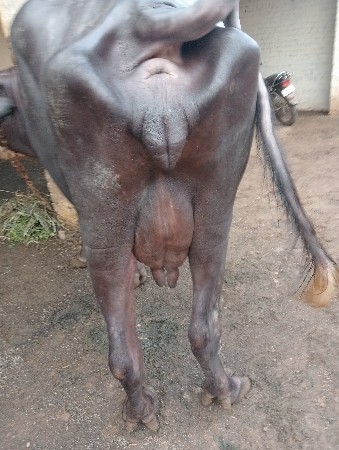 ભેંસ વેચવાની છે