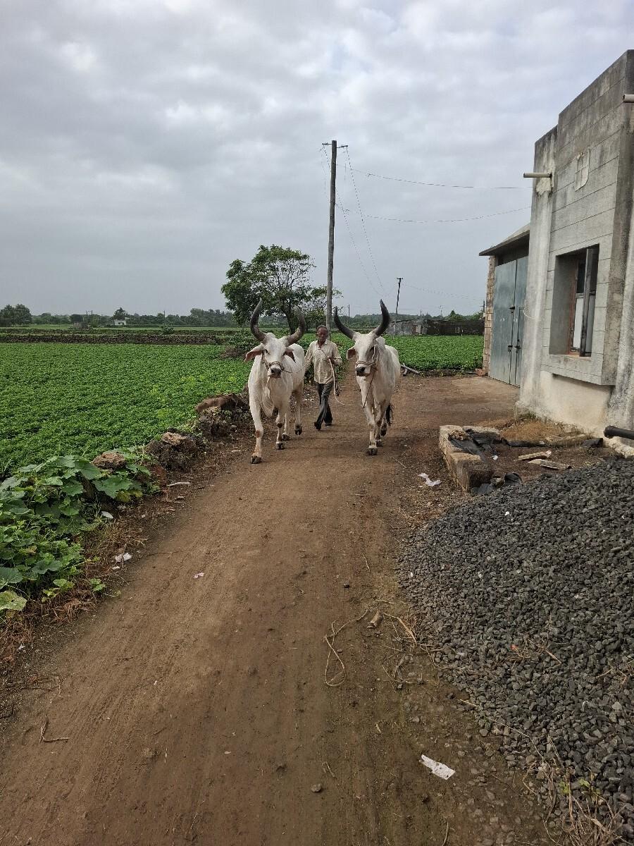 બળદ વેચવાના છે સાવ સોજા શે
