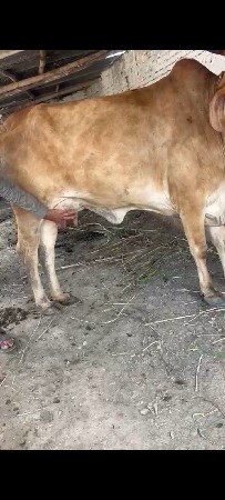 ગાય