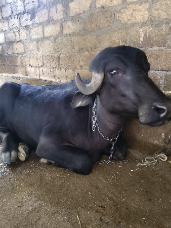 ખડેલિ