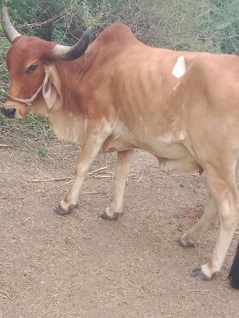 ગાય વેચવાની છે