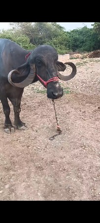 3 વેતર ની ભેંસ વેચવા ની છે