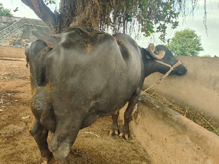 ભેંશ વેચવાની છે