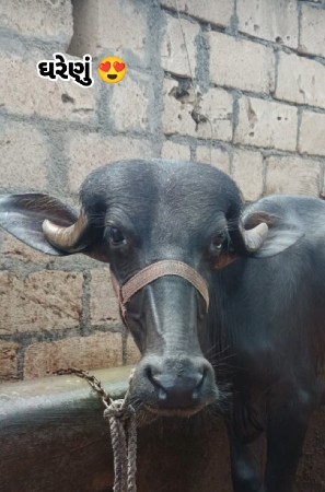 ટોપલી પડી છે