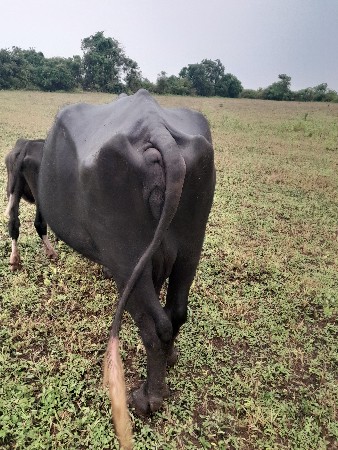 વેચવાની છે