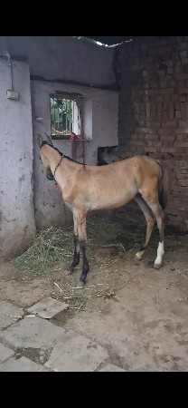 vaseri vesva ni se sata પણ karva na