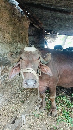 બે ભેસ વેચવા ની છે