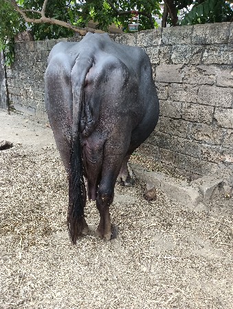 ભેસ