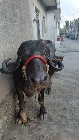 vechva ni