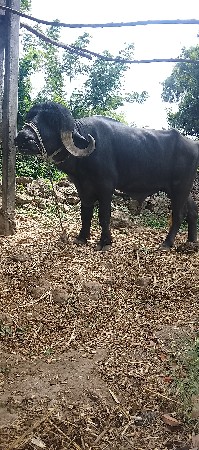પાડો વેચવાનો છે