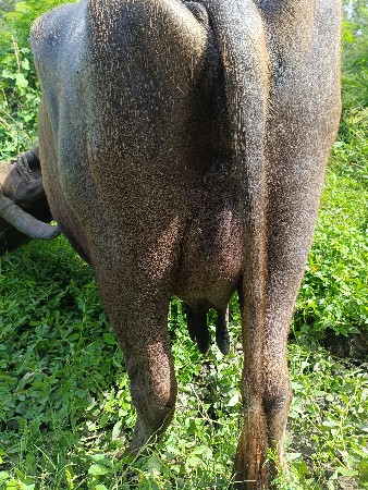 bhuri