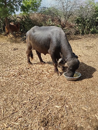 ખડેલી વેચવાની છે