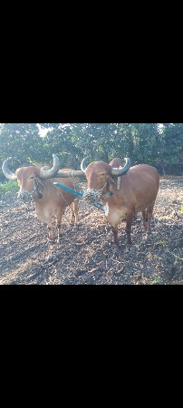 બળદ વેચવાના છે