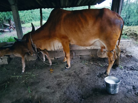 બીજું.વેતર.નીછે.વાછડો