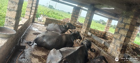 ભેસ વેસવાનીસે