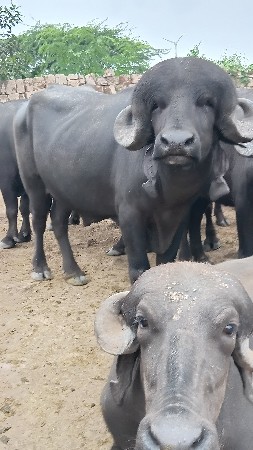 પાડો વેચવાનો છે