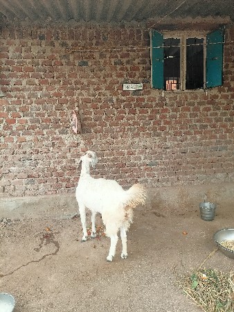 ત્રણ વર્ષ ની વરોળ બકરી