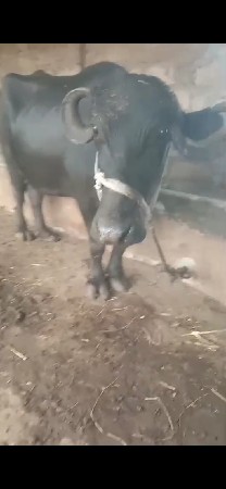 વેચવાની છે